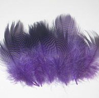teal barred flank purple Wapsi / Natural Spirit  12f
